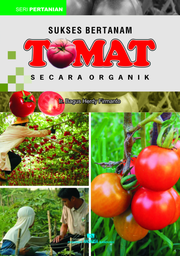 Sukses Bertanam Tomat secara Organik